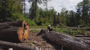 How Our Tree Care Process Works  in  Parkston, SD