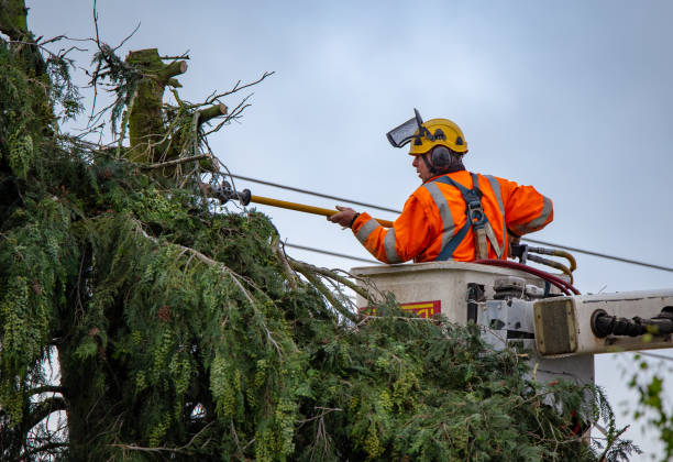 Best Tree Removal  in Parkston, SD