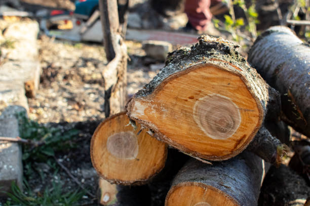 Reliable Parkston, SD Tree Care Solutions